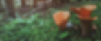 mushroom.jpg